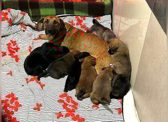 Welpe AIKA - die aufgeweckte kleine Maus freut sich auf ihre eigene Familie!