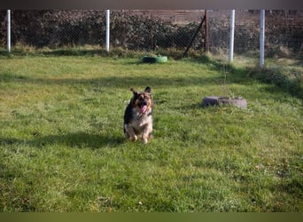 NAMIRA - die lebhafte, aktive Hündin ist nichts für Couchpotatos :-)