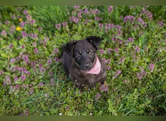 Welpe SOPHIA - das fröhliche Mädchen möchte so gern eine richtige Familienhündin sein!