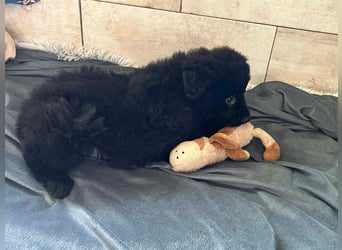 Welpe Chip Nr. 275371 - der kleine Racker freut sich auf tolle Abenteuer mit seinen Menschen