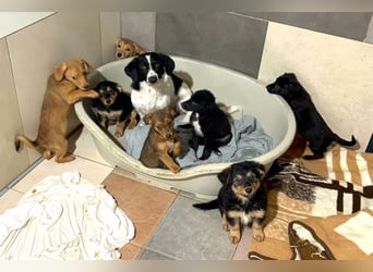 Welpe TIMO -wenn ich groß bin möchte ich ein richtiger Familienhund sein!