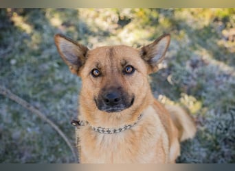 ROSALINA - die süße Hündin träumt von einem tollen Für-Immer Zuhause