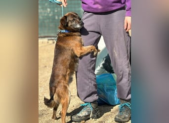 Internes Zuordnungsmerkmal 11J - wer zeigt dem süßen Kerlchen, wie schön ein Hundeleben sein kann?