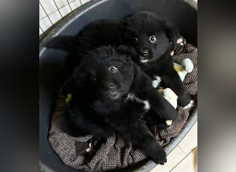 Welpe Chip Nr. 275371 - der kleine Racker freut sich auf tolle Abenteuer mit seinen Menschen