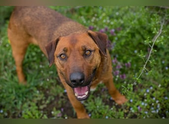 RUSTY - der aktive Rüde liebt die Nähe zu den Menschen und er freut sich, wenn er lernen darf