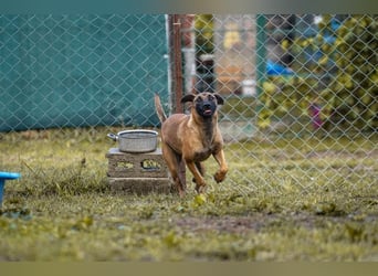 JULICA - die aktive, hübsche Hündin sucht eine unternehmungslustige Familie