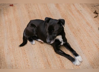 FIDO - der aufgeschlossene Rüde freut sich auf tolle Abenteuer mit seinen Menschen