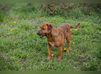 RUSTY - der aktive Rüde liebt die Nähe zu den Menschen und er freut sich, wenn er lernen darf