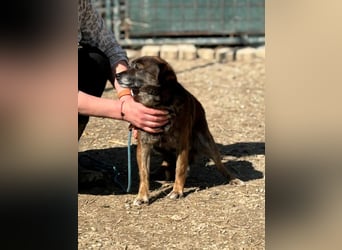 Internes Zuordnungsmerkmal 11J - wer zeigt dem süßen Kerlchen, wie schön ein Hundeleben sein kann?