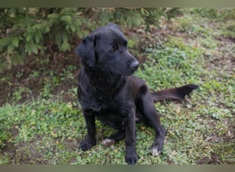 ARNE - der goldige, liebe Rüde freut sich sehr auf sein eigenes Zuhause!