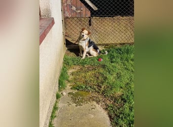 CHARLY - ich suche ein hundeerfahrenes Zuhause - am liebsten ohne kleine Kinder!