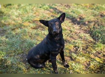 ANOUSH - das liebe Mädchen träumt davon, eine richtige Familienhündin zu sein!