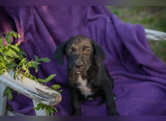 Welpe Chip-Nr. 290158 - ich suche einen Namen und am liebsten auch gleich eine tolle Familie!