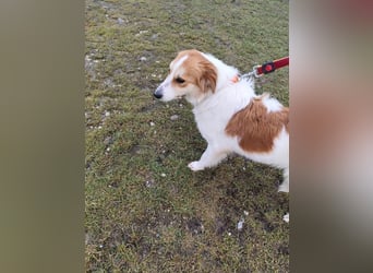 MALVA - wer schenkt mir sein Herz und ein Zuhause?