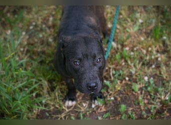 SAPPHIRE - wer schenkt mir sein Herz und ein Zuhause?