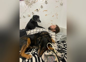 SKIBBY - ich möchte spielen + kuscheln und suche Familienanschluss mit großem Garten