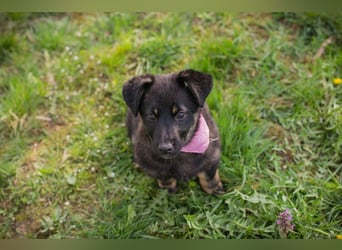 Welpe SOPHIA - das fröhliche Mädchen möchte so gern eine richtige Familienhündin sein!