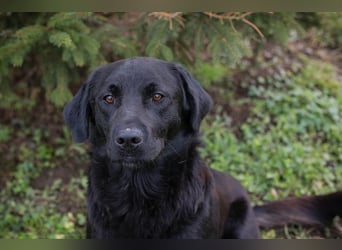 ARNE - der goldige, liebe Rüde freut sich sehr auf sein eigenes Zuhause!