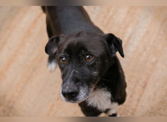 FIDO - der aufgeschlossene Rüde freut sich auf tolle Abenteuer mit seinen Menschen