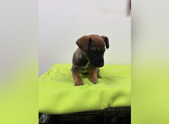 Welpe KARLI - der unternehmungslustige kleine Racker möchte mit seinen Menschen die Welt entdecken!