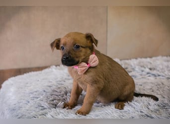 Welpe AIKA - die aufgeweckte kleine Maus freut sich auf ihre eigene Familie!