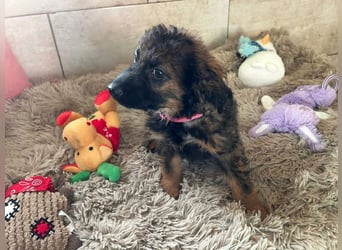 Welpe PAULA - der kleine Goldschatz freut sich auf ein tolles Leben an DEINER Seite!