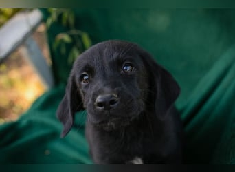 Welpe Chip Nr. 289407 - wenn ich groß bin möchte ich ein richtiger Familienhund sein!
