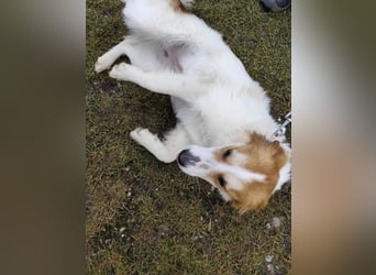 MALVA - wer schenkt mir sein Herz und ein Zuhause?