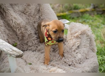Welpe SPAJDER - der kleine Racker möchte so gerne DEIN vierbeiniger Begleiter sein!