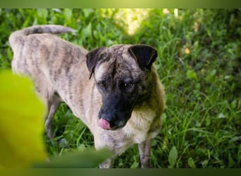 WILSON - der ruhige und bedächtige Senior mit der zarten Seele sucht ein liebevolles Zuhause