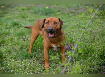 RUSTY - der aktive Rüde liebt die Nähe zu den Menschen und er freut sich, wenn er lernen darf