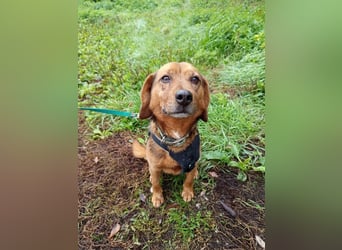 BAILEY - wer zeigt dem fröhlichen, dankbaren Rüden, wie schön ein Hundeleben sein kann?