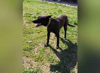 Internes Kennzeichen 25L - für diese aktive Junghündin suchen wir eine unternehmungslustige Familie!