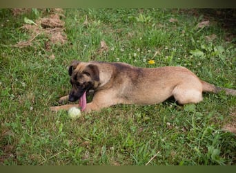 JULICA - die aktive, hübsche Hündin sucht eine unternehmungslustige Familie