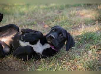 Chip 278072 - Junghündin sucht Familie und einen Namen