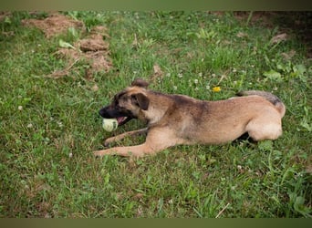 JULICA - die aktive, hübsche Hündin sucht eine unternehmungslustige Familie