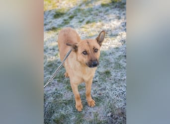 ROSALINA - die süße Hündin träumt von einem tollen Für-Immer Zuhause