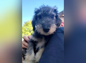 Chip-Nr. 2366551 - das kleine Welpenmädchen hätte so gerne einen tollen Namen und ein Zuhause