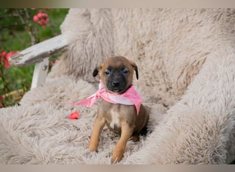 Welpe LONI - die kleine Maus bringt eine ganze Menge Leben und Frohsinn in ihr Zuhause!