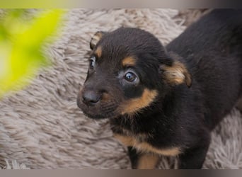 Welpe MAIKA - wenn ich groß bin möchte ich so gerne eine richtige Familienhündin sein!