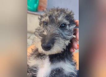 Chip-Nr. 2366551 - das kleine Welpenmädchen hätte so gerne einen tollen Namen und ein Zuhause