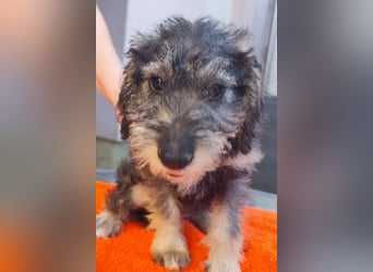 Chip-Nr. 2366551 - das kleine Welpenmädchen hätte so gerne einen tollen Namen und ein Zuhause