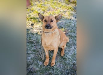 ROSALINA - die süße Hündin träumt von einem tollen Für-Immer Zuhause