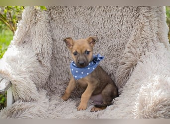 Welpe Chip-Nr. 271369 - schenkst du mir dein Herz und ein Zuhause?