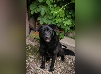 GITTA - die verspielte und unternehmungslustige Hündin möchte mit ihren Menschen die Welt entdecken