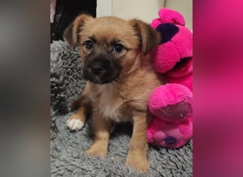 Welpe CANDY - wer spielt, lernt und kuschelt mit mir und lässt mich nie mehr alleine?