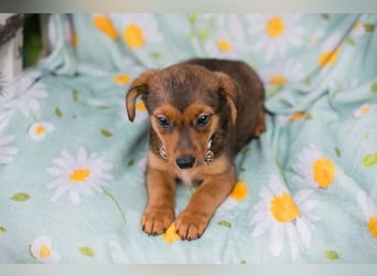 Welpe ELMO - wenn ich groß bin möchte ich ein richtiger Familienhund sein!