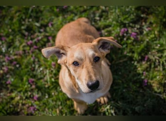 Welpe ELIZA - wenn ich groß bin möchte ich eine richtige Familienhündin sein...