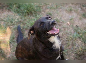Chip 264832 - Junghund auf der Suche nach seiner Familie