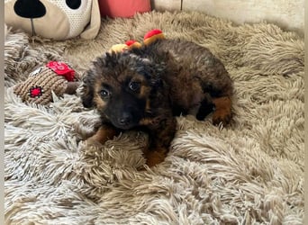 Welpe PAULA - der kleine Goldschatz freut sich auf ein tolles Leben an DEINER Seite!